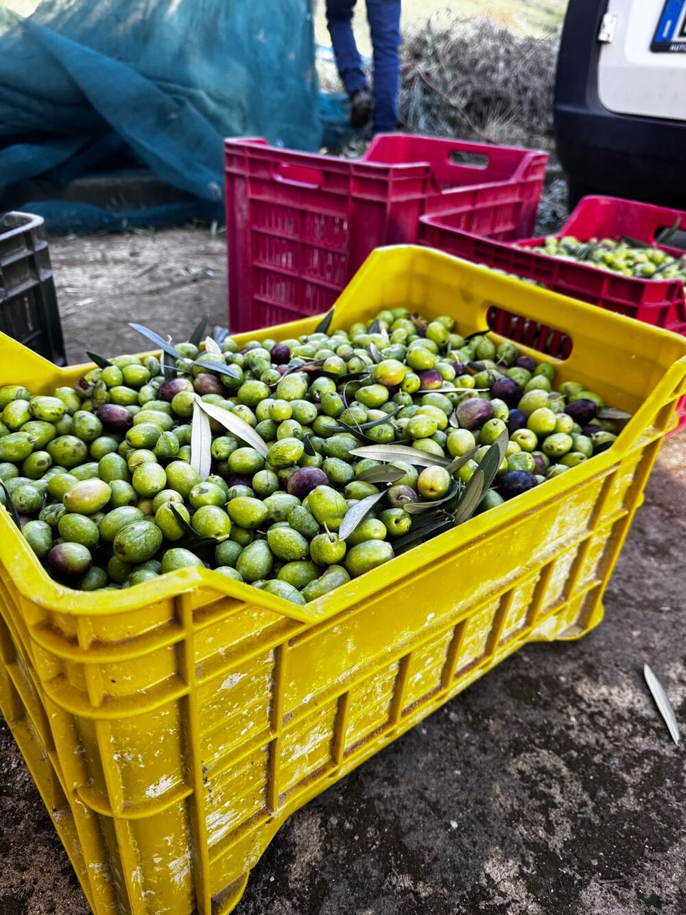 A yellow crate full of green and purple olives with a few leaves, red crates behind