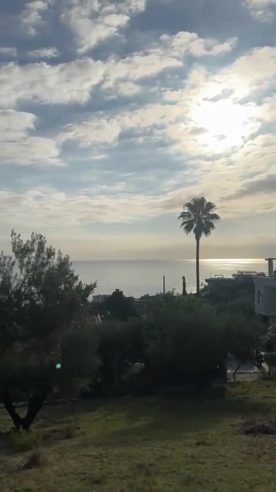Olive trees and a tall palm with the Ionian Sea on the horizon
